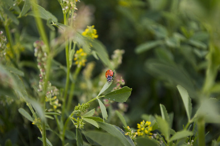 Ladybug on plantの写真素材