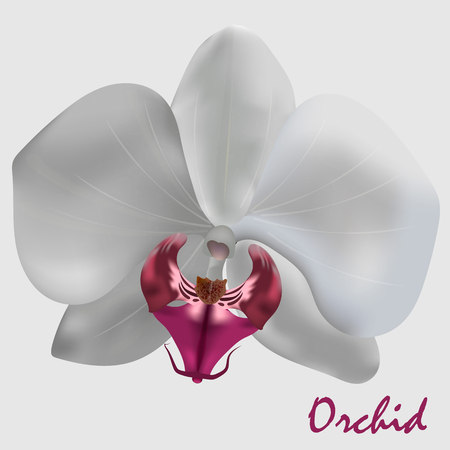 Flower orchid vector illustration.のイラスト素材