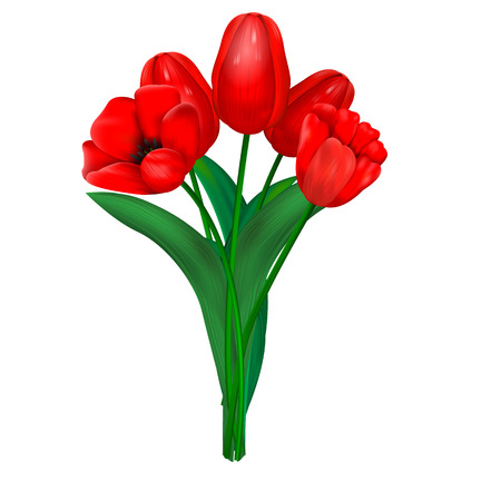 bouquet of red tulips isolated on white background. Vector illustrationのイラスト素材