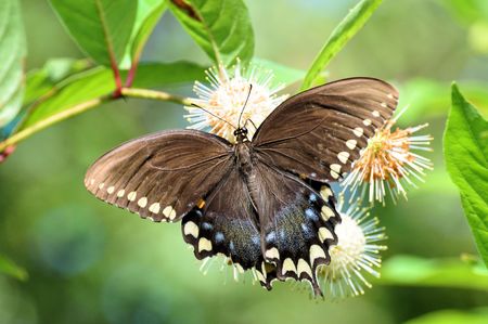 Spicebush Swallowtail Butterflyの写真素材