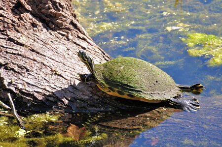 Turtle on a Logの写真素材