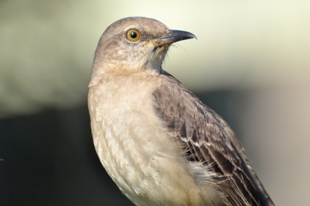 Mocking Bird