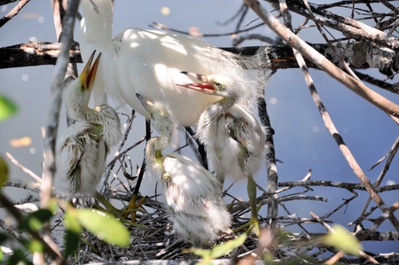 Snowy Egret Chicksの写真素材