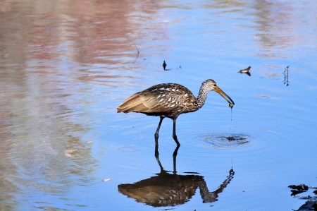Limpkin with a Apple snailの写真素材