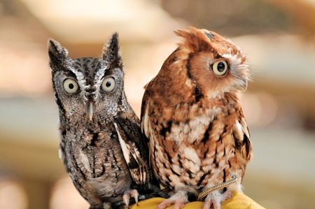 Two Screech Owlsの写真素材