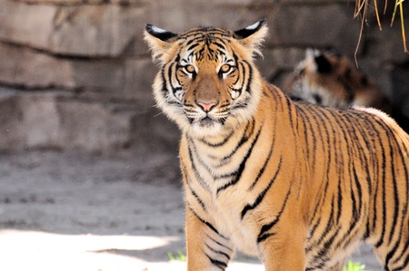 Bengal Tiger ( Panthera,Tigris )の写真素材
