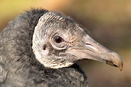 Black Vulture Coragyps atratusの写真素材