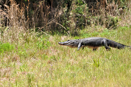 Gator Walking ( Alligator, mississippiensis)の写真素材