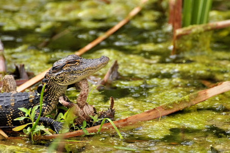 Little Gator resting his head on a stump. (Alligator,mississippiensis)の写真素材