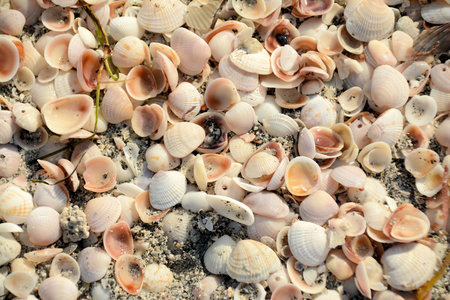 Shells on the Beach