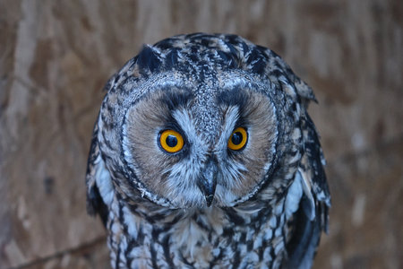 Long-eared owl portrait close-up from the front. Looks with both eyes. Not sleepingの写真素材