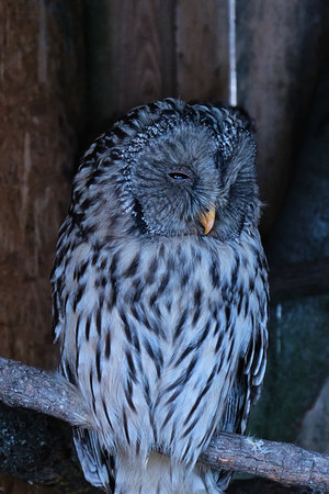 Long-eared owl portrait close-up from the front. He looks funny with one. Not sleepingの写真素材