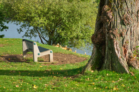 city ââpark near the lake. A bench by the water. Yellow ducks on the shore, a tree and a bushの写真素材