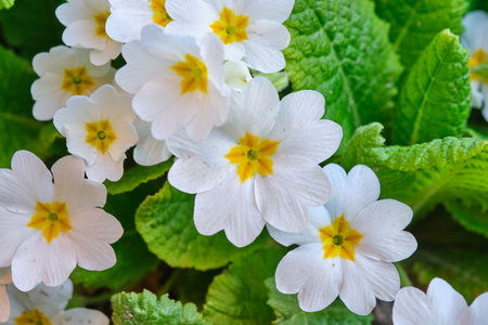 White primrose close-up. many flowers. Grows in a natural environment in the gardenの写真素材