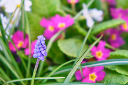 grape hyacinth close-up. many flowers. Grows in a natural environment in the garden.Floral background primulaの写真素材