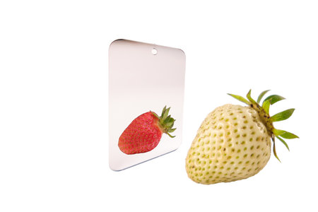 strawberry berries unripe and ripe isolate, reflection in mirror. natural from the gardenの写真素材