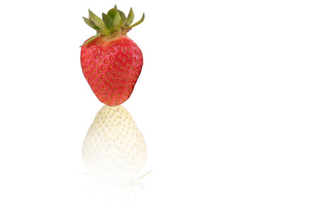 ripe and unripe strawberries berries isolate, mirror reflection. natural from the gardenの写真素材