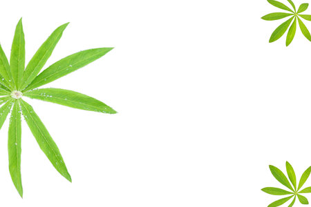 lupinus leaves, plant, frame, isolated on whiteの写真素材