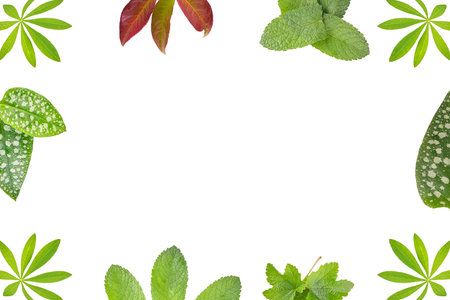 frame of leaves isolated on white, Lupinus, Mint, Pulmonariaの写真素材