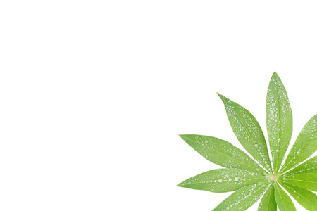 lupinus leaves, plant, frame, isolated on white. Drops of rain, waterの写真素材