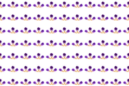 pattern of Iris petals, plant, isolated on whiteの写真素材
