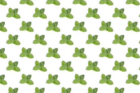 pattern of mint leaves, plant, isolated on whiteの写真素材