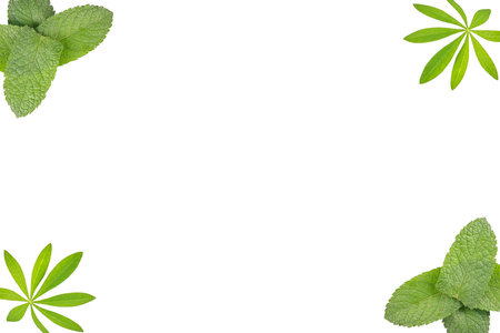 frame of leaves isolated on white, Lupinus, Mintの写真素材