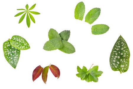 leaves isolated on white, Lupinus, Mint, Pulmonariaの写真素材