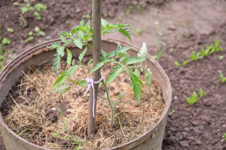 tomato plant in a barrel growing green. natural in the gardenの写真素材