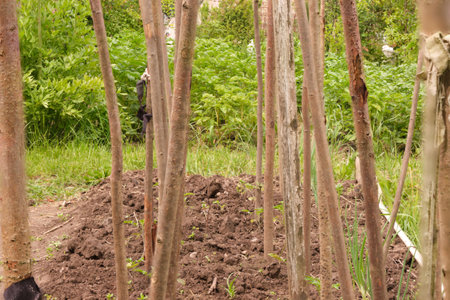 tomato plants growing green near the sticks. natural in the gardenの写真素材