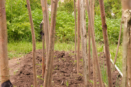 tomato plants growing green near the sticks. natural in the gardenの写真素材