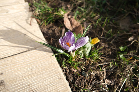 crocus flowerの写真素材