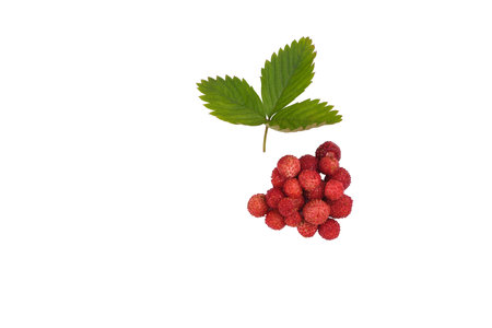 Fragaria berries, wild strawberry in a plate isolated on white top view, wild strawberry leafの写真素材