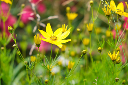 coreopsis verticillata yellow flowers are summerの写真素材