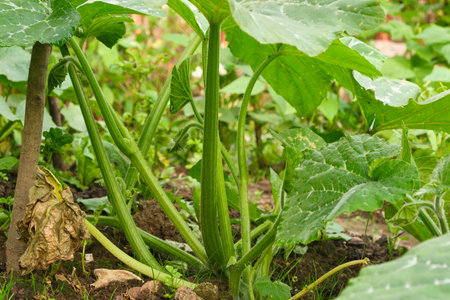pumpkin plant, stems, leaves, close upの写真素材