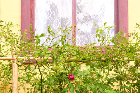 window with a wooden frame in the country, red roses growingの写真素材