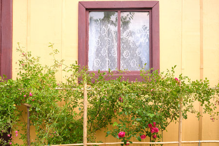 roses near the window of a wooden house in the countryの写真素材