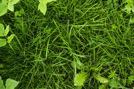 Green tropical grass