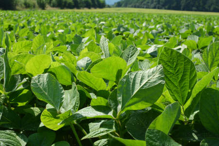 In the middle of the summer on a farm field growing soybeans