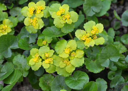 Chrysosplenium alternifolium blooms in the wild in spring