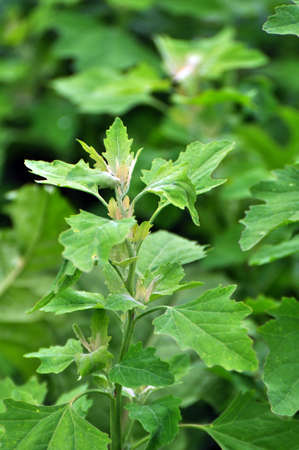 In nature, the field grows a orach (Chenopodium album)の写真素材