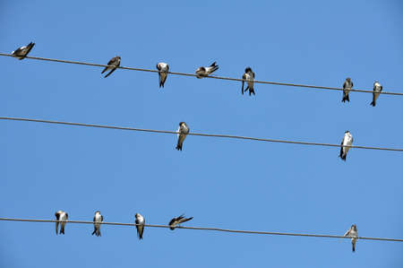 The village swallow (Hirundo rustica) is resting on an electric transmission line