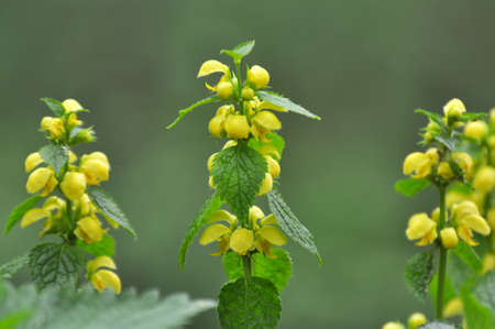 Spring in the wild in the woods yellow deaf nettle (Lamium galeobdolon) blooms