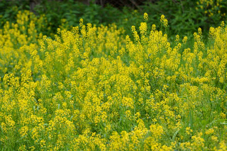 Wild turnip (Barbarea vulgaris) blooms in nature among grasses.
