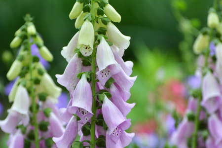 Foxglove (Digitalis) blooms on a flower bed in a summer garden