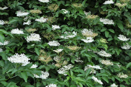 In spring, elderberry blooms in the wild