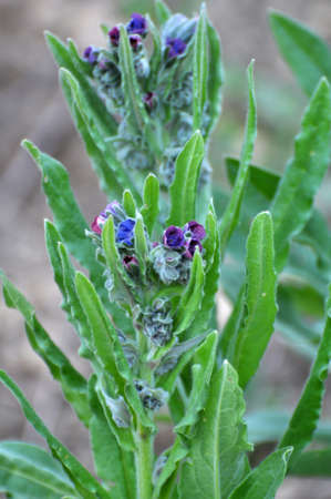 In the wild, Cynoglossum officinale blooms among grasses