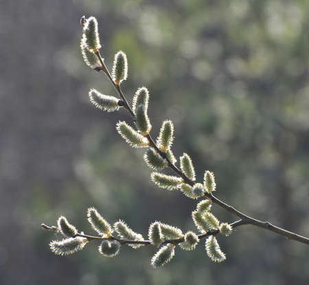 In spring, the willow (Salix caprea) branch blooms in nature