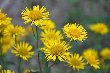 In the summer, the wild medicinal plant Inula blooms in the wild