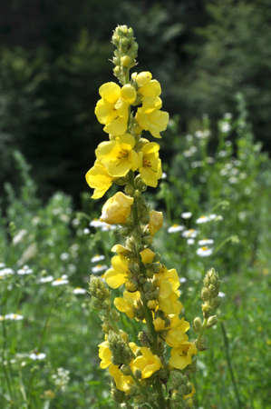 In the summer, mullein (Verbascum) blooms in the wild